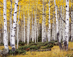 aspen-grove_innova-web-237
