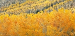 Aspen Hillside