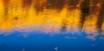Leaves Floating