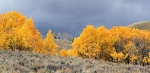 Aspens, Sage, and Storm Sky