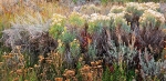 September Sage