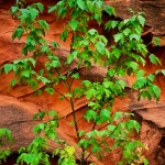 New Leaves