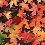 Fallen Leaves