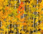 October Aspens