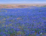 Spring on the Carrizo Plain