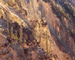 Pines on the Canyon Wall