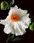Matilija Poppy