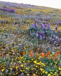 tehachapi_wildflowers-web-800